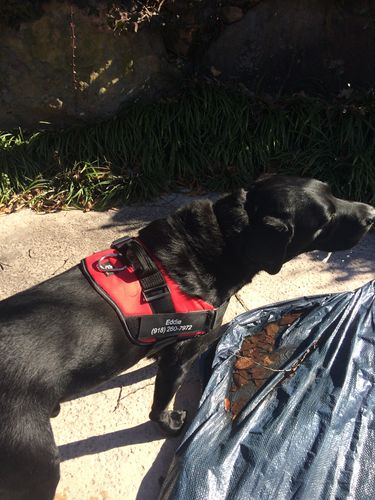 Customer photo review of Lifetime Warranty Personalized Doggykingdom® NO PULL Harness