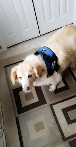 Customer photo review of Lifetime Warranty Personalized Doggykingdom® NO PULL Harness