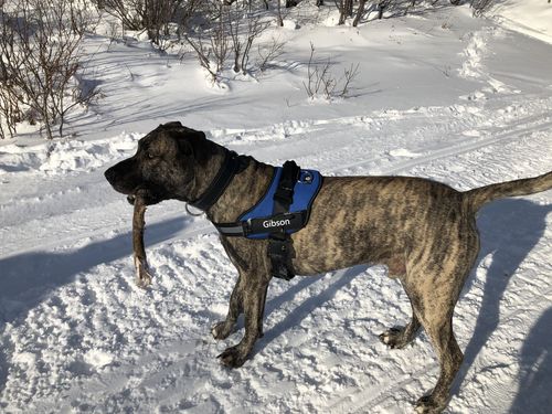 Customer photo review of Lifetime Warranty Personalized Doggykingdom® NO PULL Harness