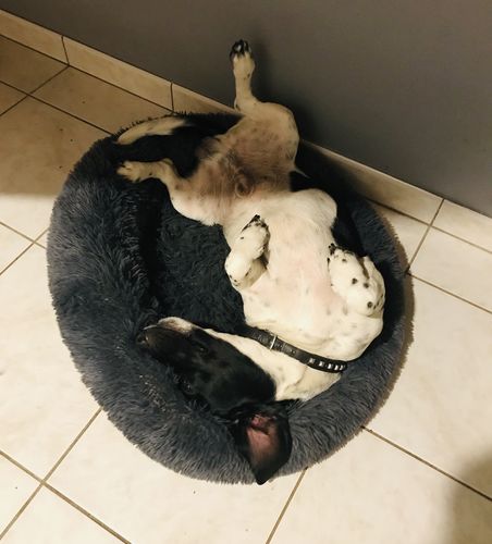Customer photo review of Lit Apaisant Comfy® |  Pour Chien et Chat