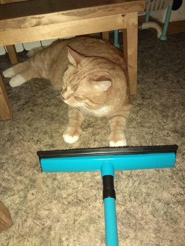 Customer photo review of BeaBos™ Broom (2020 Upgraded)