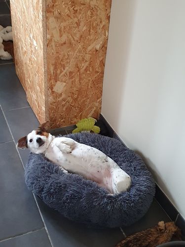 Customer photo review of Lit Apaisant Comfy® |  Pour Chien et Chat