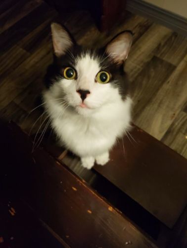 Customer photo review of BeaBos™ Pet Fur Remover