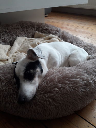 Customer photo review of Lit Apaisant Comfy® |  Pour Chien et Chat