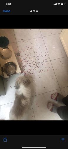 Customer photo review of Spring Loaded Dick Bomb!