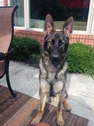 reviews on petgentle