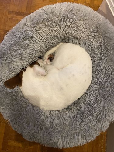 Customer photo review of Lit Apaisant Comfy® |  Pour Chien et Chat