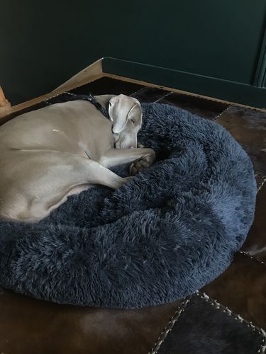 Customer photo review of Lit Apaisant Comfy® |  Pour Chien et Chat