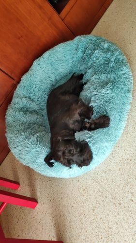 Customer photo review of Comfy Pet Bed Calming High Stretch Soft Faux Fur for Dogs Cats