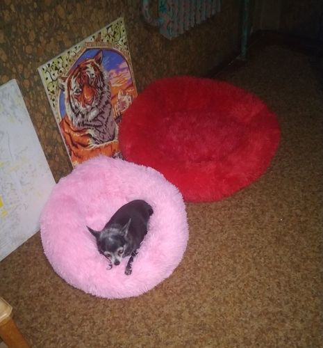 Customer photo review of Comfy Pet Bed Calming High Stretch Soft Faux Fur for Dogs Cats