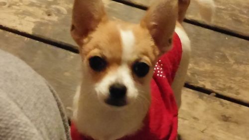 Customer photo review of Custom velcro label / patches for Dog Harness by PawCity™