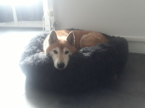 Customer photo review of Lit Apaisant Comfy® |  Pour Chien et Chat