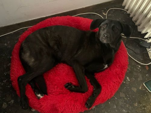 Customer photo review of Comfy Pet Bed Calming High Stretch Soft Faux Fur for Dogs Cats