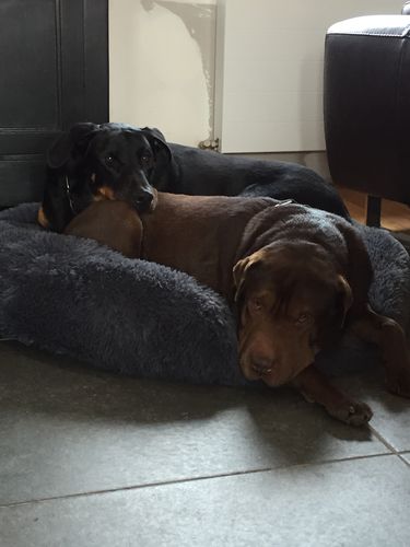 Customer photo review of Lit Apaisant Comfy® |  Pour Chien et Chat