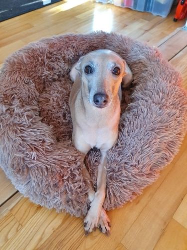 Customer photo review of Comfy Pet Bed Calming High Stretch Soft Faux Fur for Dogs Cats