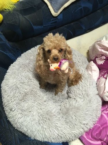 Customer photo review of Comfy Pet Bed Calming High Stretch Soft Faux Fur for Dogs Cats