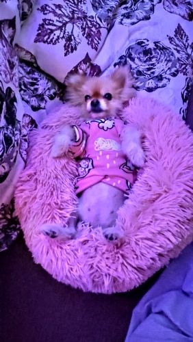 Customer photo review of Comfy Pet Bed Calming High Stretch Soft Faux Fur for Dogs Cats