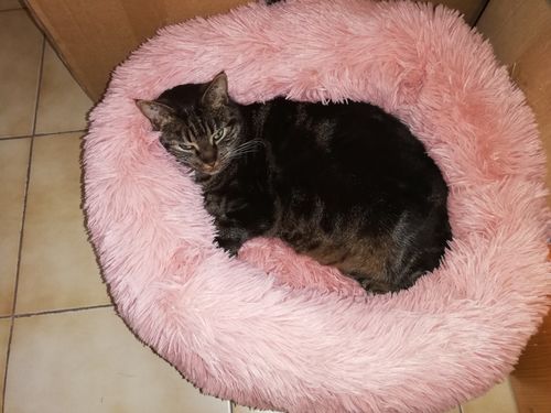 Customer photo review of Lit Apaisant Comfy® |  Pour Chien et Chat