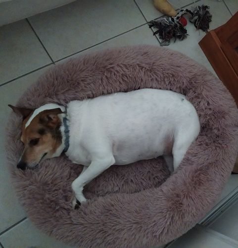 Customer photo review of Lit Apaisant Comfy® |  Pour Chien et Chat