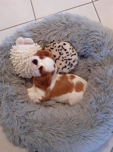 Customer photo review of Lit Apaisant Comfy® |  Pour Chien et Chat