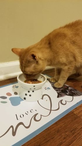 Customer photo review of Tuna & Salmon Recipe Flaked Dinner In Broth Adult Cat Food, 2.8-oz, Case of 12