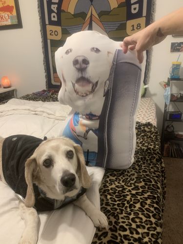 Customer photo review of Create A Custom Dog Pillow