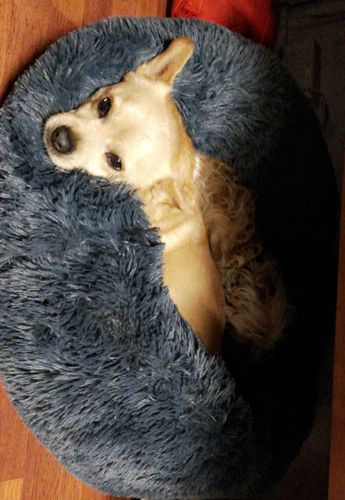 Customer photo review of Lit Apaisant Comfy® |  Pour Chien et Chat