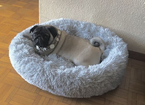 Customer photo review of Lit Apaisant Comfy® |  Pour Chien et Chat