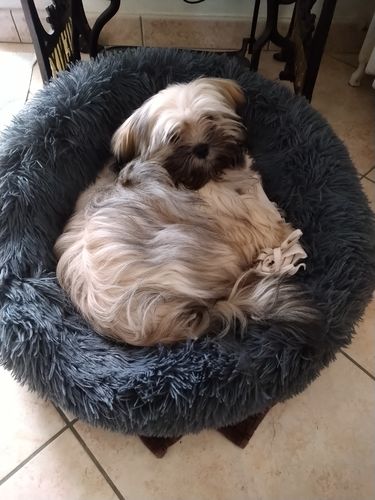 Customer photo review of Lit Apaisant Comfy® |  Pour Chien et Chat