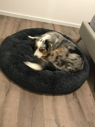 Customer photo review of Lit Apaisant Comfy® |  Pour Chien et Chat