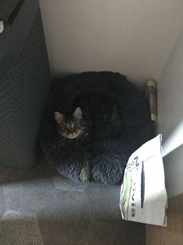 Customer photo review of Lit Apaisant Comfy® |  Pour Chien et Chat