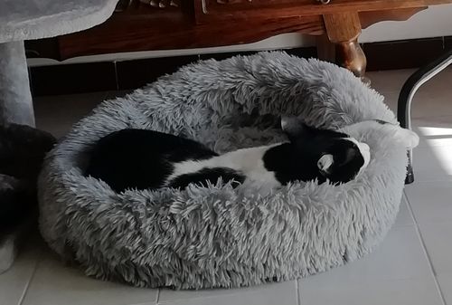 Customer photo review of Lit Apaisant Comfy® |  Pour Chien et Chat