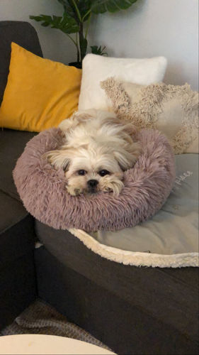 Customer photo review of Lit Apaisant Comfy® |  Pour Chien et Chat