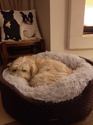 Customer photo review of Lit Apaisant Comfy® |  Pour Chien et Chat