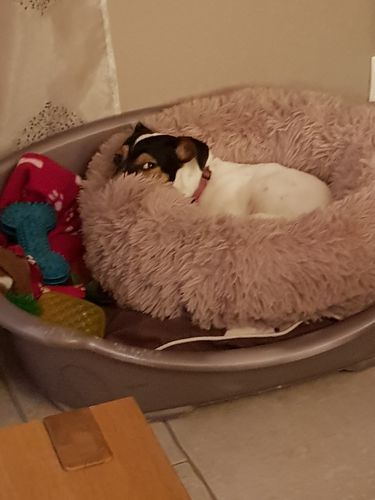 Customer photo review of Lit Apaisant Comfy® |  Pour Chien et Chat