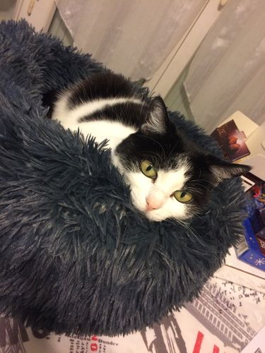 Customer photo review of Lit Apaisant Comfy® |  Pour Chien et Chat