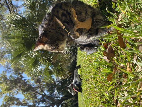 Customer photo review of Cat Leash - 'The Gatsby' Rope Leash - Black