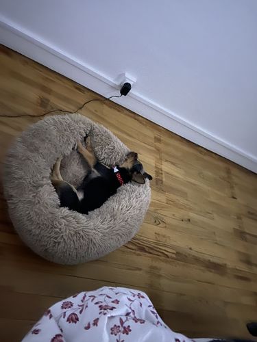 Customer photo review of Lit Apaisant Comfy® |  Pour Chien et Chat