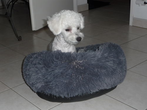 Customer photo review of Lit Apaisant Comfy® |  Pour Chien et Chat
