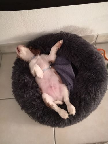 Customer photo review of Lit Apaisant Comfy® |  Pour Chien et Chat