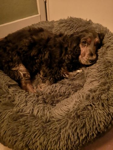 Customer photo review of Lit Apaisant Comfy® |  Pour Chien et Chat