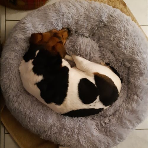 Customer photo review of Lit Apaisant Comfy® |  Pour Chien et Chat