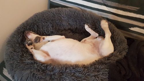 Customer photo review of Lit Apaisant Comfy® |  Pour Chien et Chat
