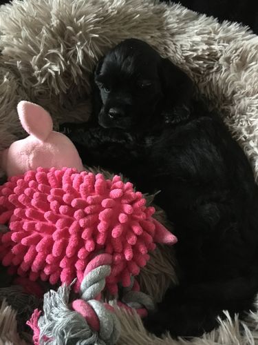 Customer photo review of Lit Apaisant Comfy® |  Pour Chien et Chat
