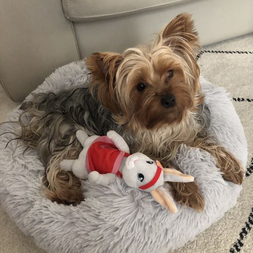 Customer photo review of Lit Apaisant Comfy® |  Pour Chien et Chat