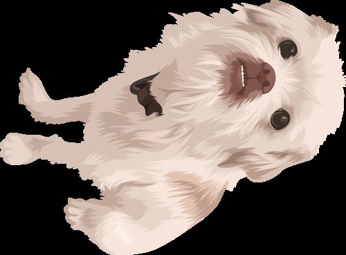 Customer photo review of Custom Pet Phone Case