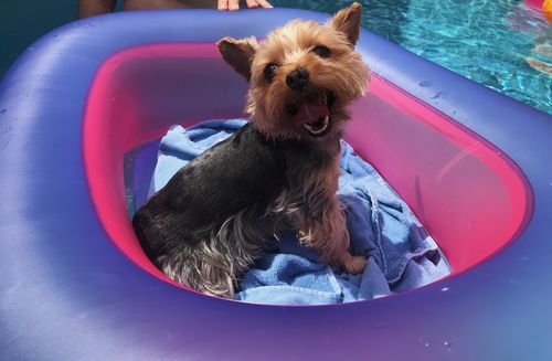 Customer photo review of Custom Pet Phone Case