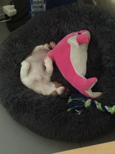 Customer photo review of Lit Apaisant Comfy® |  Pour Chien et Chat