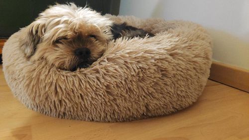 Customer photo review of Lit Apaisant Comfy® |  Pour Chien et Chat
