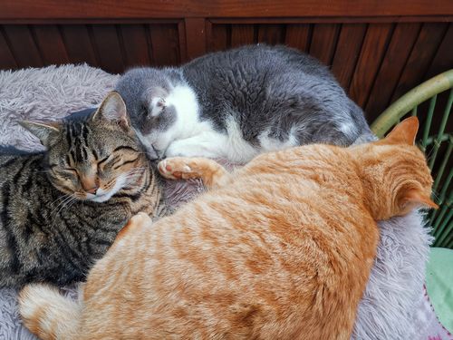 Customer photo review of Lit Apaisant Comfy® |  Pour Chien et Chat